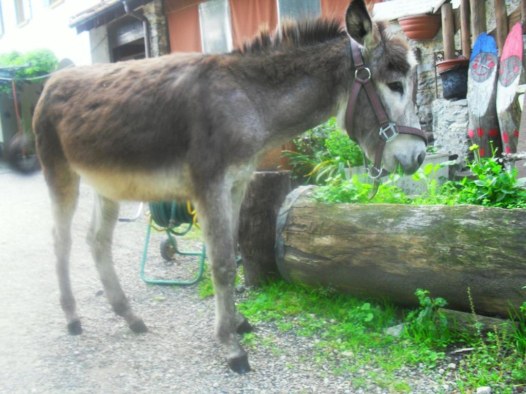 B&B Il Gatto Nero Castelveccana Екстериор снимка