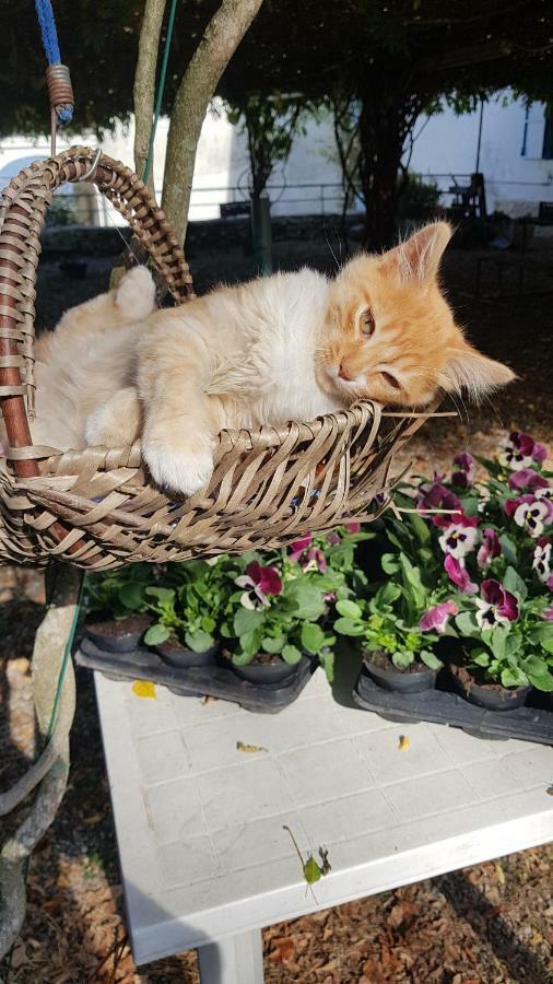 B&B Il Gatto Nero Castelveccana Екстериор снимка
